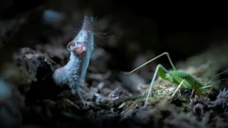 Zázračná planeta: Savci (1/6)