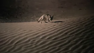 Zázračná planeta: Savci (1/6)