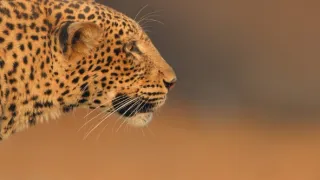 Zázračná planeta: Savci (1/6)