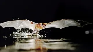 Zázračná planeta: Savci (1/6)