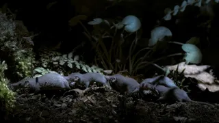 Zázračná planeta: Savci (1/6)