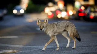 Zázračná planeta: Savci (1/6)