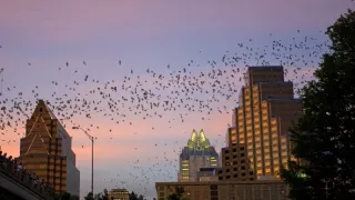 Zázračná planeta: Savci (1/6)