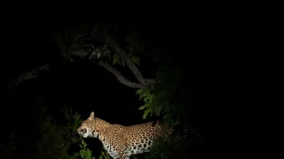 Zázračná planeta: Savci (1/6)