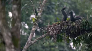 Zázračná planeta: Savci (1/6)