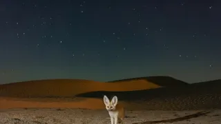 Zázračná planeta: Savci (1/6)