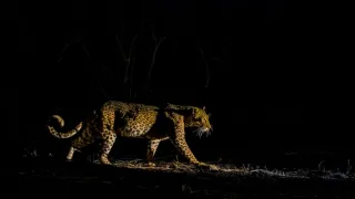 Zázračná planeta: Savci (1/6)