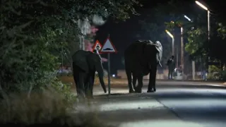 Zázračná planeta: Savci (2/6)