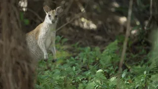 Poslední přírodní ráje II (3/3)