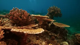 Poslední přírodní ráje II (3/3)