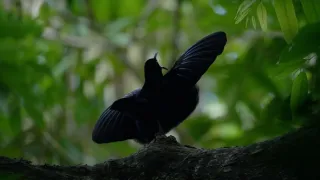 Poslední přírodní ráje II (3/3)