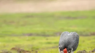 Africká abeceda