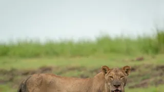 Africká abeceda