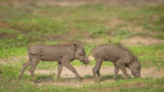 Africká abeceda