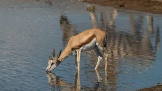 Africká abeceda
