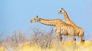 Namibie, perla jižní Afriky