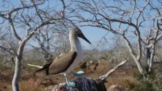 Galapágy - laboratoř evoluce (1/2)