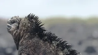 Galapágy - laboratoř evoluce (1/2)