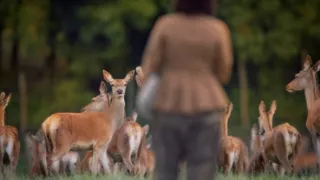 Rosa Bonheurová: Malířka přírody