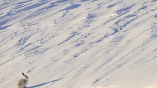 Skotsko - nová divočina (1/3)