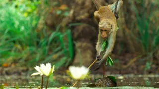 Zázračná planeta: Savci (3/6)