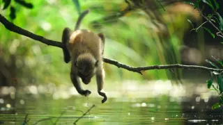 Zázračná planeta: Savci (3/6)