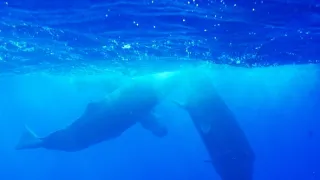 Zázračná planeta: Savci (3/6)