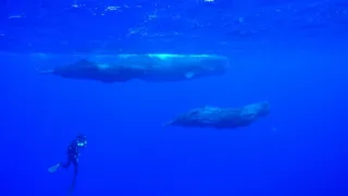 Zázračná planeta: Savci (3/6)