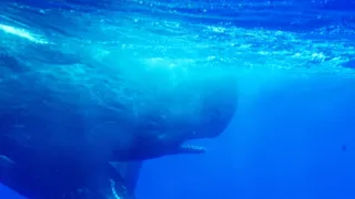 Zázračná planeta: Savci (3/6)