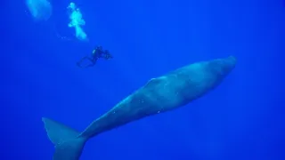 Zázračná planeta: Savci (3/6)