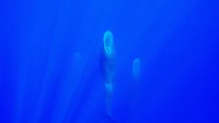 Zázračná planeta: Savci (3/6)