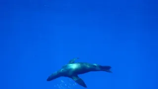 Zázračná planeta: Savci (3/6)