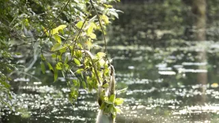 Zázračná planeta: Savci (3/6)