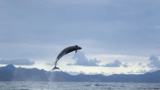 Zázračná planeta: Savci (3/6)