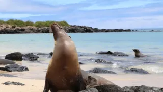 Zázračná planeta: Savci (3/6)