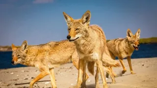 Zázračná planeta: Savci (3/6)