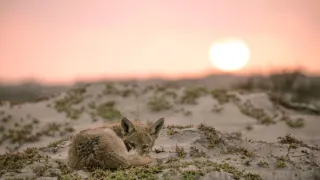 Zázračná planeta: Savci (3/6)