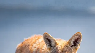 Zázračná planeta: Savci (3/6)