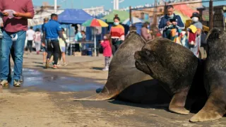 Zázračná planeta: Savci (2/6)