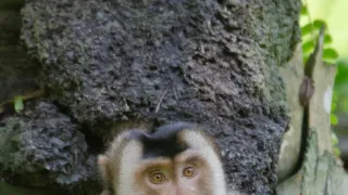 Zázračná planeta: Savci (2/6)