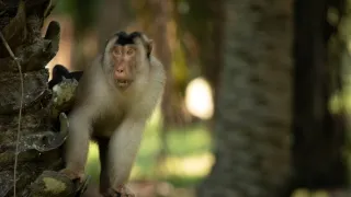 Zázračná planeta: Savci (2/6)