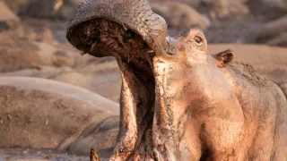 Zázračná planeta: Savci (2/6)