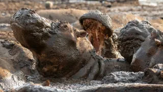 Zázračná planeta: Savci (2/6)