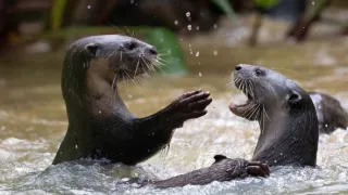 Zázračná planeta: Savci (2/6)