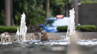 Zázračná planeta: Savci (2/6)