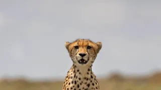 Zázračná planeta: Savci (2/6)