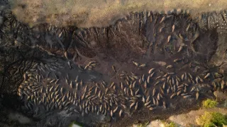 Zázračná planeta: Savci (2/6)