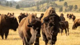 Zázračná planeta: Savci (2/6)