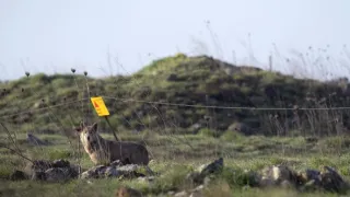 Zázračná planeta: Savci (2/6)