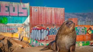 Zázračná planeta: Savci (2/6)